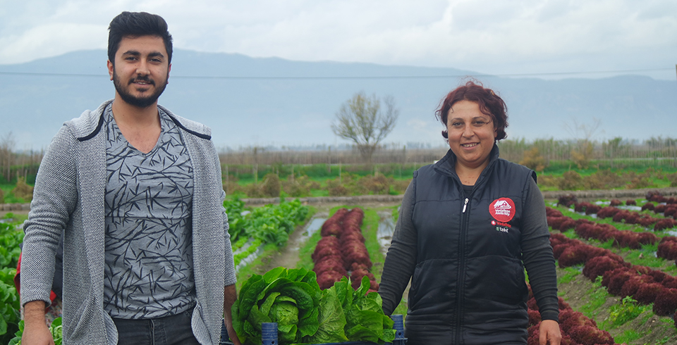 Üniversite Öğrencileri Marul Hasadına Katıldı