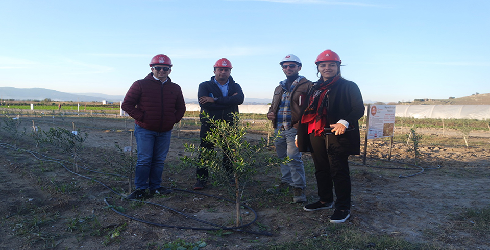 Agromillora ile Zeytin Fidanlarının Mevcut Durumu İncelendi