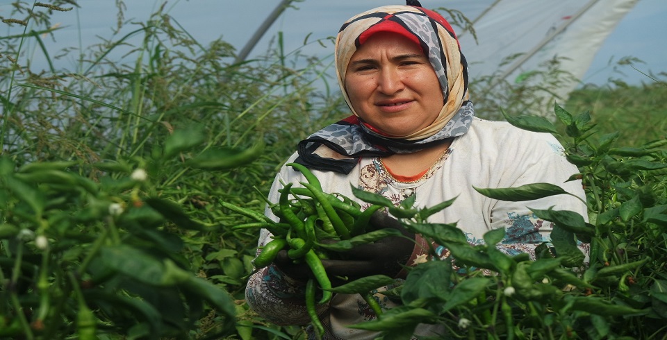 Acısıyla Tatlısıyla Doldurduk Sepetlerimizi