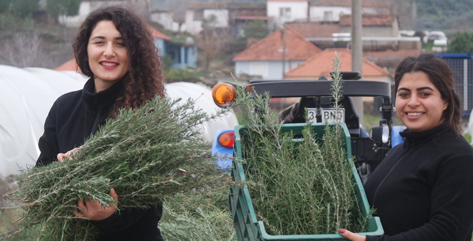 2019 'un İlk Hasadı Biberiye Oldu