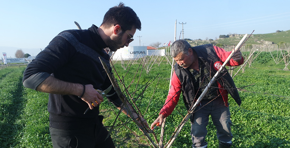 Meyve Bahçelerinin Budama İşlemi Yapılıyor