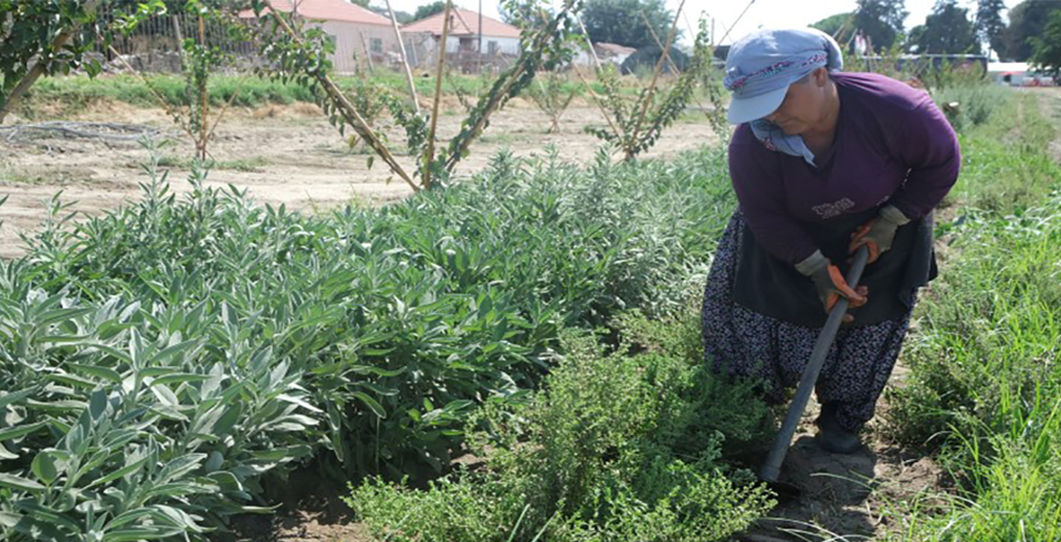 Tıbbi Aromatik Bitkilerin Yabancı Ot Temizliği Yapıldı