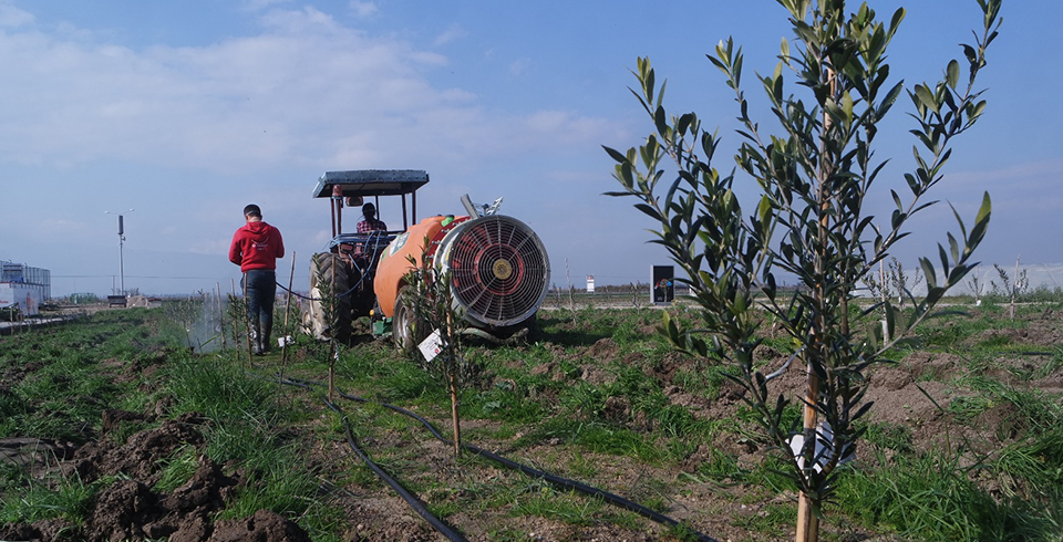 Zeytin Ağaçlarının Bakımı Yapıldı