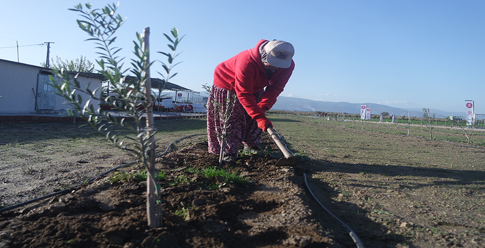 Zeytin Bahçesinin Bakımı Yapıldı