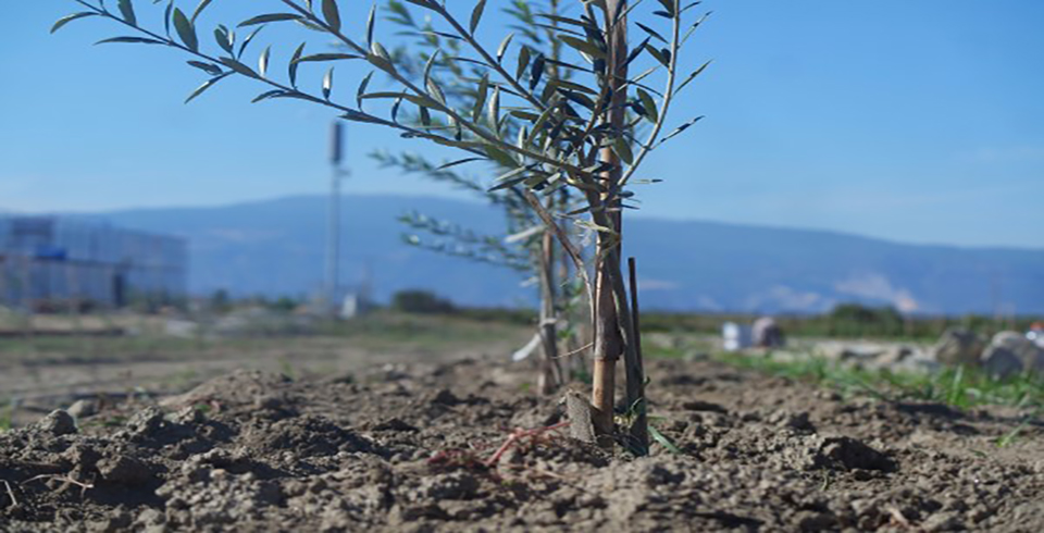 Zeytin Fidanlarının Bakımı Yapıldı